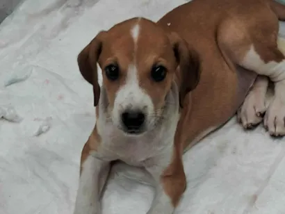 Cachorro raça SRD-ViraLata idade 2 a 6 meses nome Bloc
