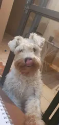 Bulacha