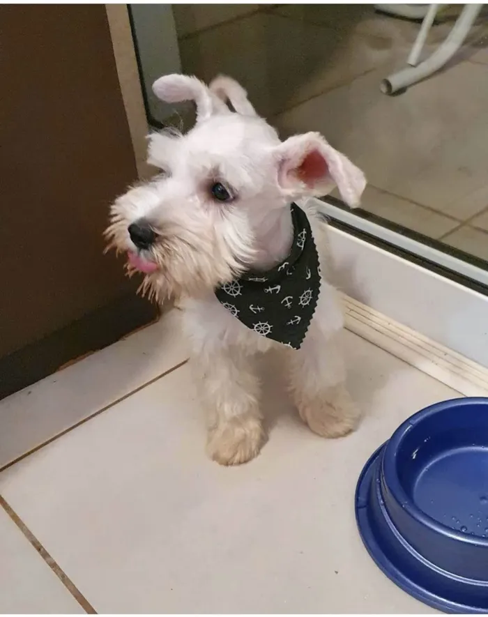 Cachorro ra a Schnauzer idade 3 anos nome Bulacha