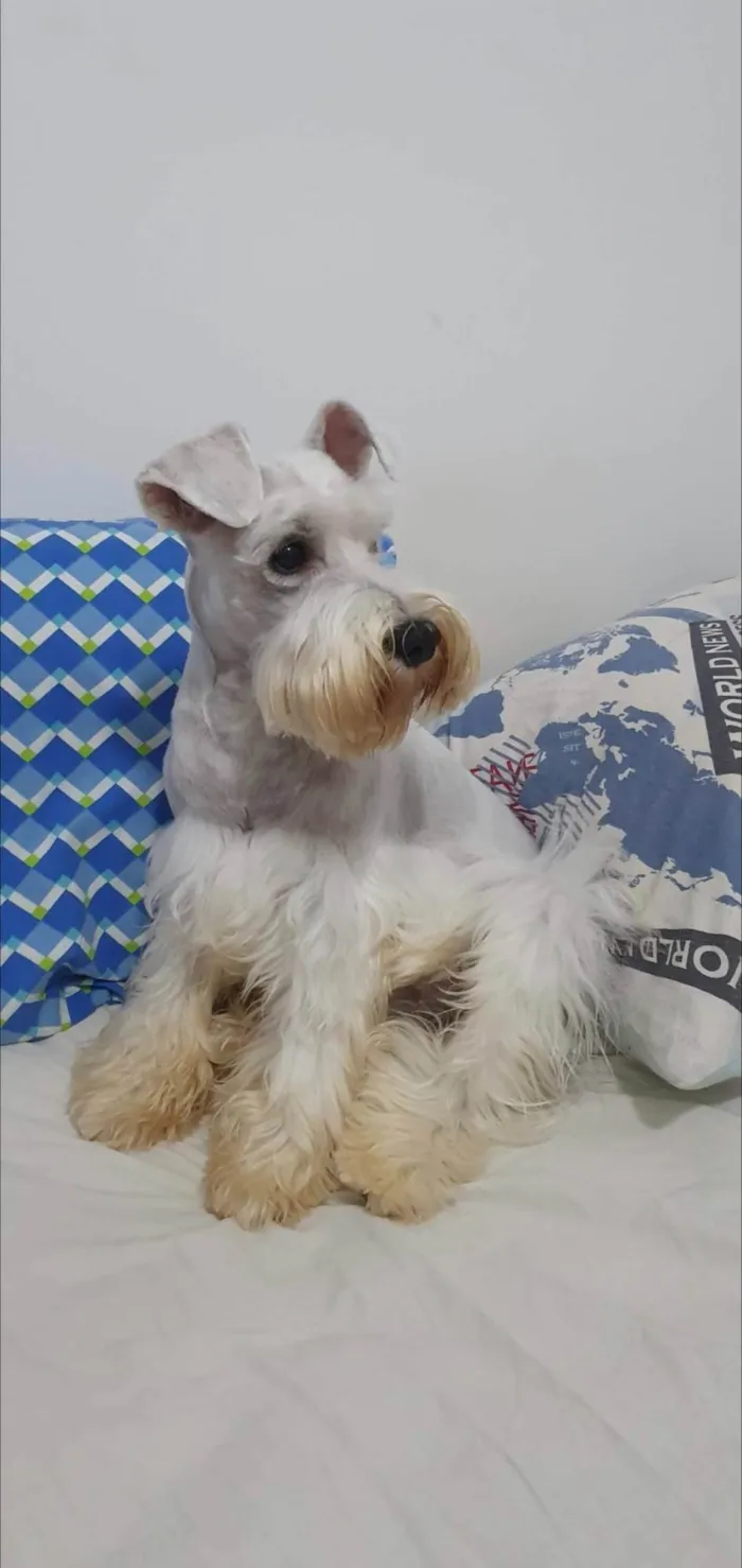 Cachorro ra a Schnauzer idade 3 anos nome Bulacha