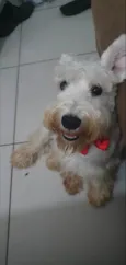 Bulacha