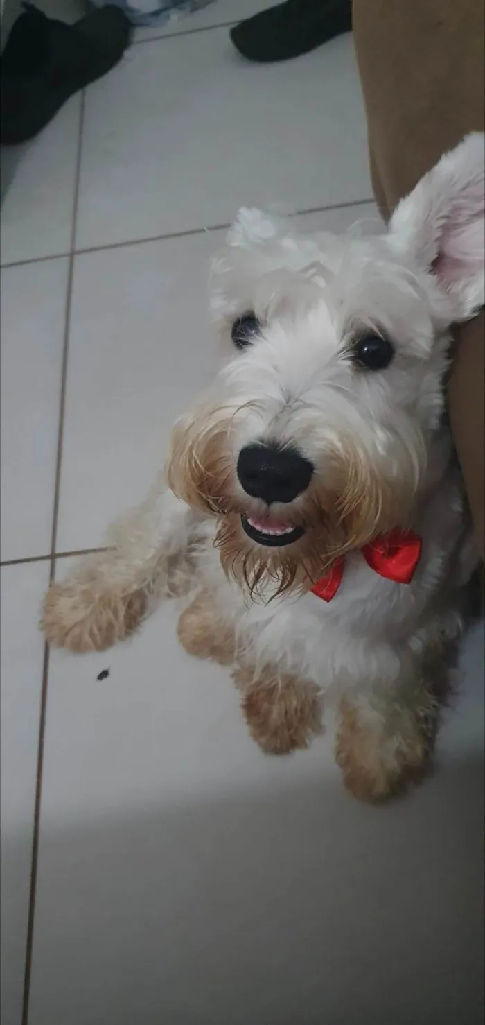 Cachorro ra a Schnauzer idade 3 anos nome Bulacha