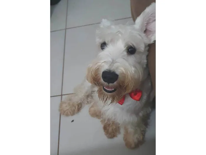 Cachorro ra a Schnauzer idade 3 anos nome Bulacha