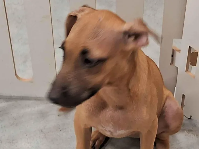 Cachorro ra a SRD-ViraLata idade 2 a 6 meses nome Doly