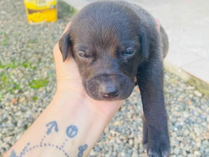 Cachorro ra a Sem raca  idade Abaixo de 2 meses nome Vão fazer 1 mês 