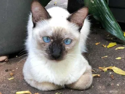 Gato raça SRD-ViraLata idade 7 a 11 meses nome Nina