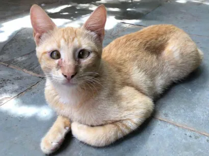 Gato raça SRD-ViraLata idade 7 a 11 meses nome Mika