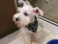 Bulacha