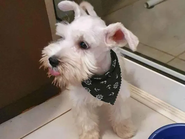 Cachorro ra a Schnauzer idade 3 anos nome Bulacha