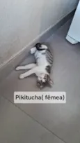 Pikitucha 