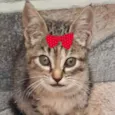 Tina