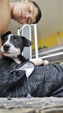 Cachorro raça SRD-ViraLata idade 2 a 6 meses nome Oreo 4meses porteP 