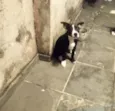 Oreo 4meses porteP