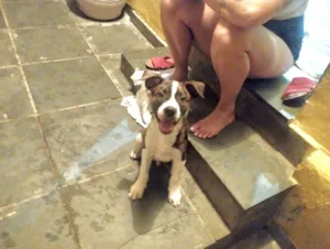 Cachorro raça SRD-ViraLata idade 2 a 6 meses nome Toddy 4meses lindo e bonzinho 