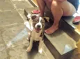 Toddy 4meses lindo e bonzinho