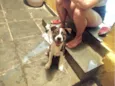 Toddy 4meses lindo e bonzinho