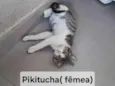 Pikitucha 