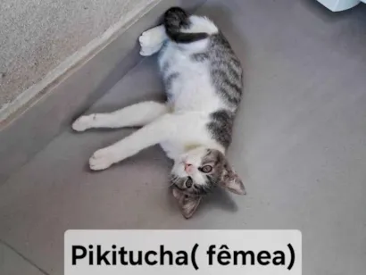 Gato raça SRD idade 2 a 6 meses nome Pikitucha 