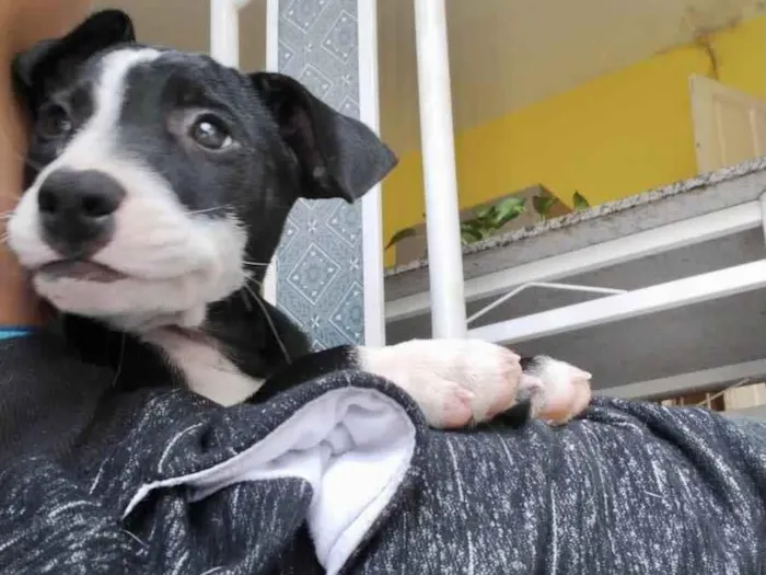 Cachorro ra a SRD-ViraLata idade 2 a 6 meses nome Oreo 4meses porteP 