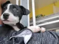 Oreo 4meses porteP