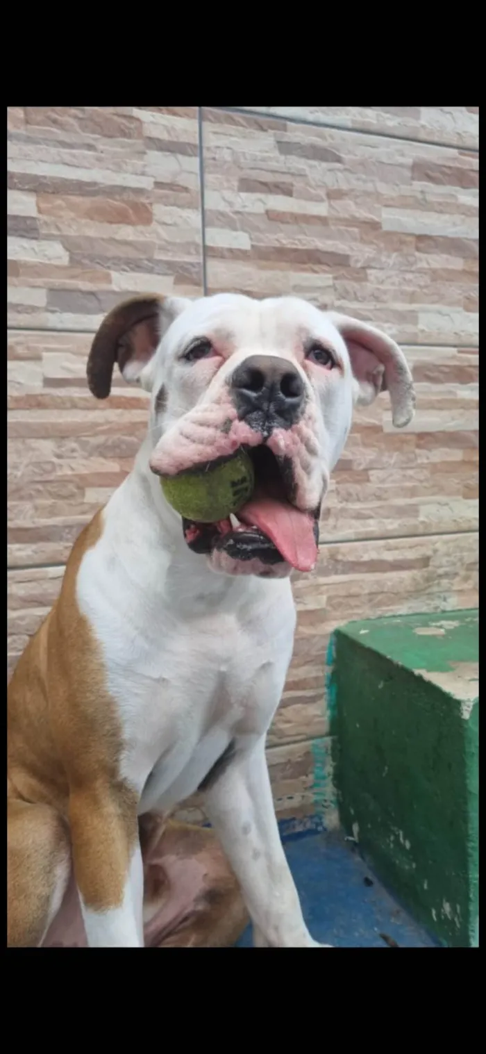 Cachorro ra a Buldogue campeiro idade 1 ano nome Buldogue campeiro