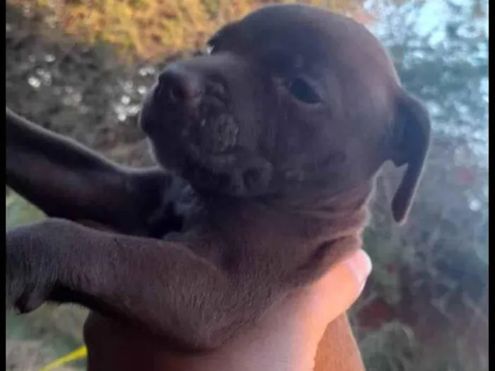 Cachorro ra a Mestiço  de American  Bull idade 2 a 6 meses nome Filhote