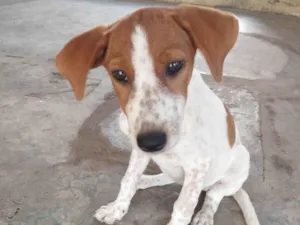Cachorro raça SRD-ViraLata idade 2 a 6 meses nome FILHOTES