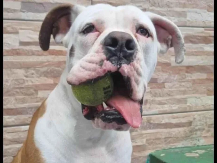 Cachorro ra a Buldogue campeiro idade 1 ano nome Buldogue campeiro