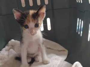 Gato raça SRD-ViraLata idade Abaixo de 2 meses nome Cookie