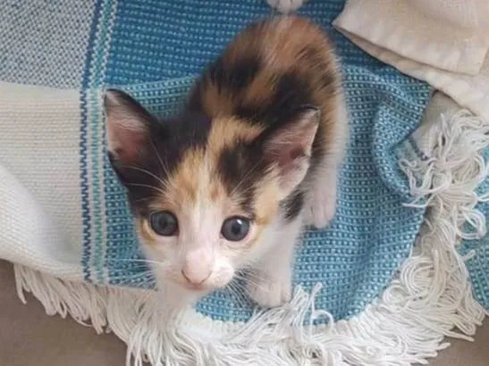 Gato ra a SRD-ViraLata idade Abaixo de 2 meses nome Cookie