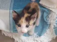 Cookie