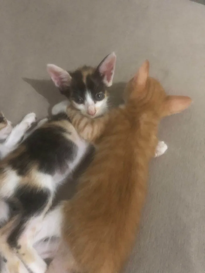 Gato ra a SRD-ViraLata idade Abaixo de 2 meses nome Sem nome