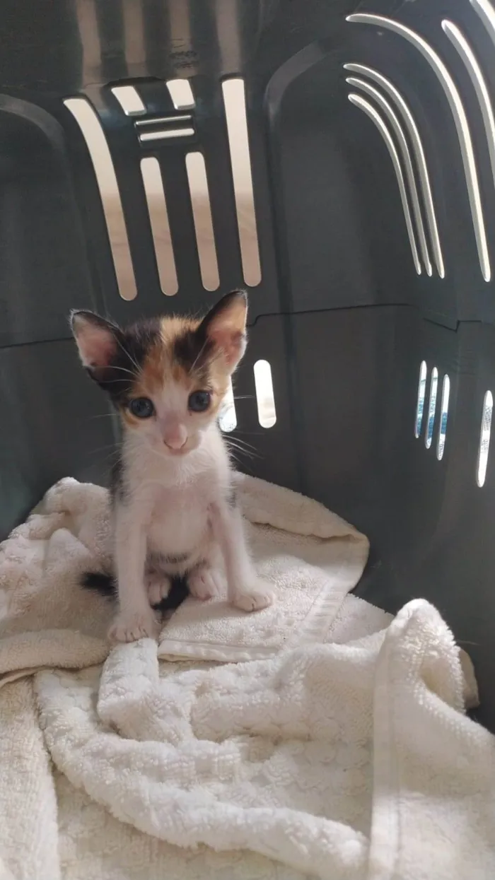 Gato ra a SRD-ViraLata idade Abaixo de 2 meses nome Sem nome