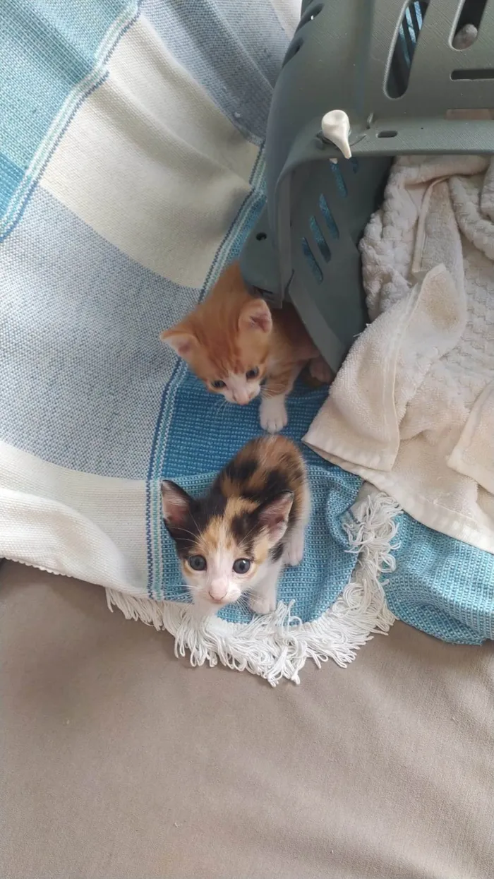 Gato ra a SRD-ViraLata idade Abaixo de 2 meses nome Sem nome