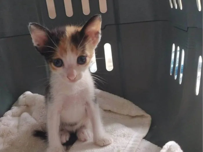 Gato ra a SRD-ViraLata idade Abaixo de 2 meses nome Sem nome