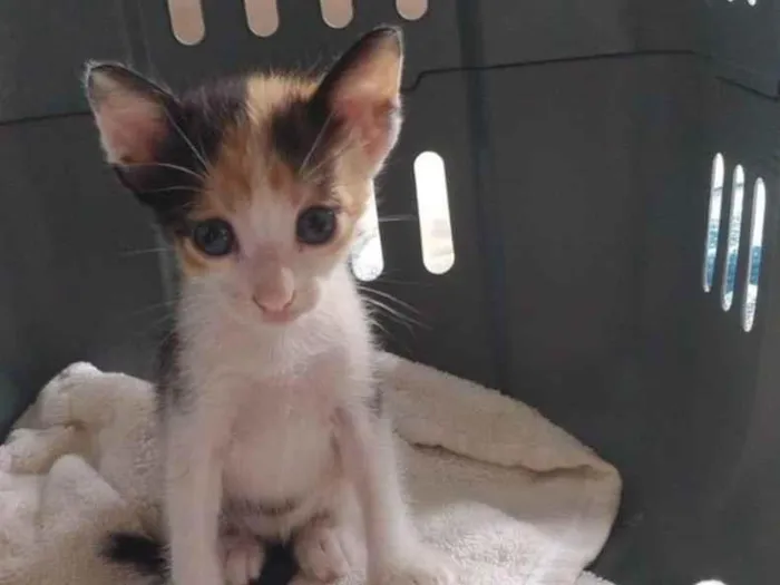 Gato ra a SRD-ViraLata idade Abaixo de 2 meses nome Sem nome