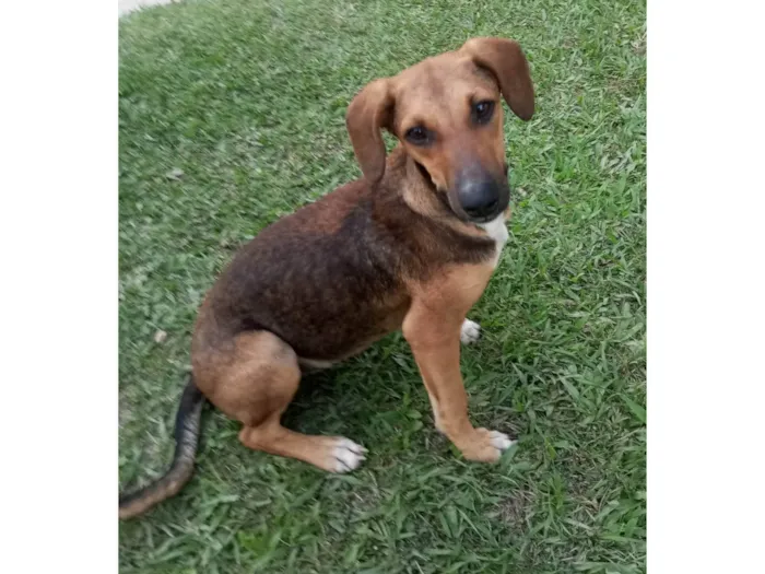 Cachorro ra a SRD-ViraLata idade 7 a 11 meses nome Luna