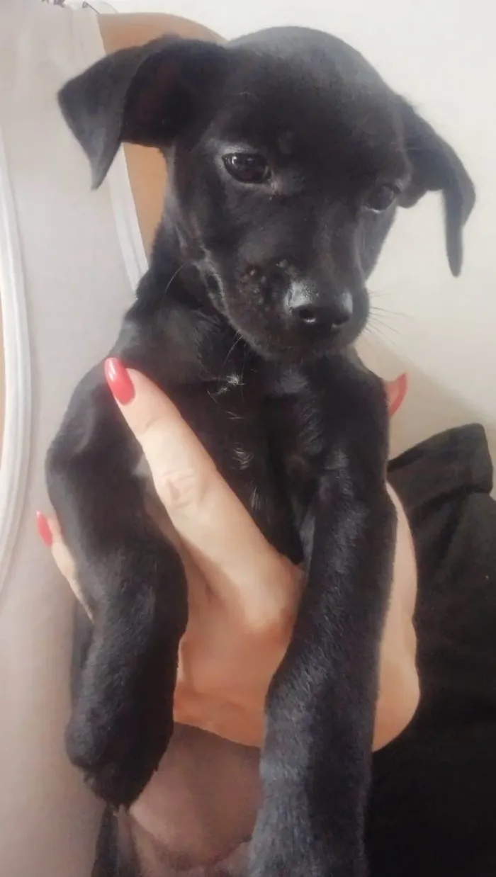 Cachorro ra a Vira-lata idade 2 a 6 meses nome Chuva 