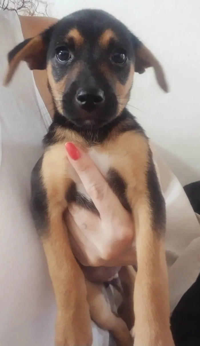 Cachorro ra a Vira-lata idade 2 a 6 meses nome Chuvisco 