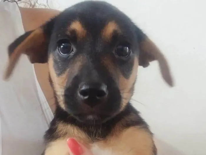 Cachorro ra a Vira-lata idade 2 a 6 meses nome Chuvisco 