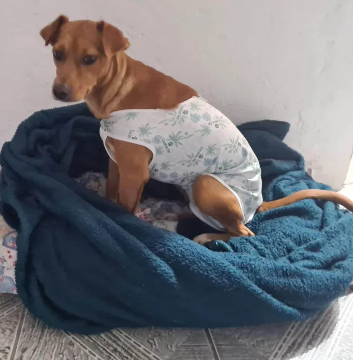 Cachorro ra a Caramelo  idade 1 ano nome Farofa 