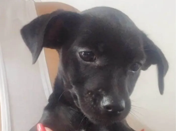 Cachorro ra a Vira-lata idade 2 a 6 meses nome Chuva 