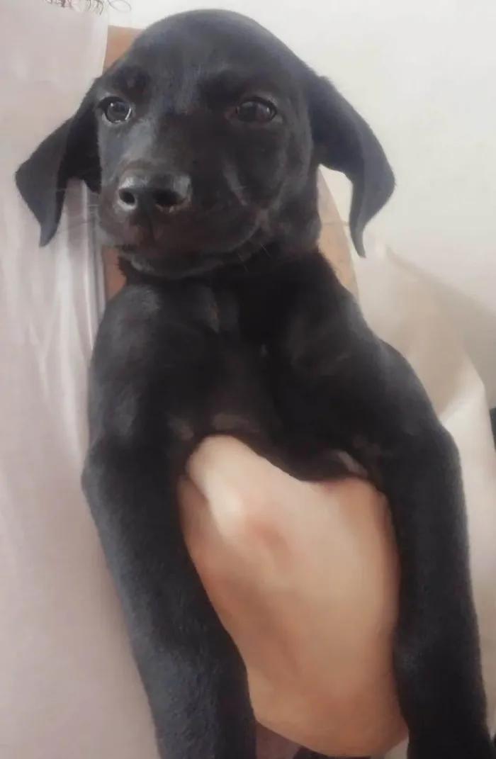 Cachorro ra a Vira-lata idade 2 a 6 meses nome Chiclete 