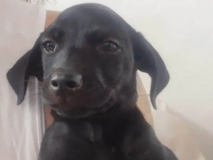 Cachorro ra a Vira-lata idade 2 a 6 meses nome Chiclete 