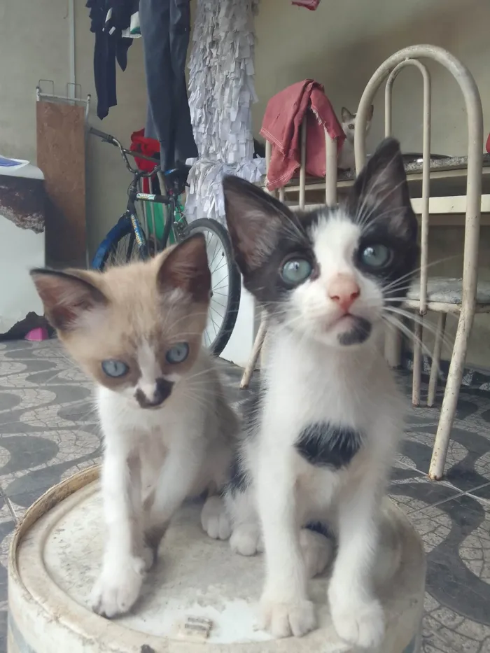 Gato ra a felina  idade Abaixo de 2 meses nome Sem nome 