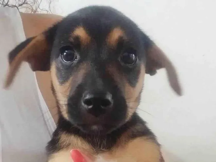 Cachorro ra a Vira-lata idade 2 a 6 meses nome Chuvisco 