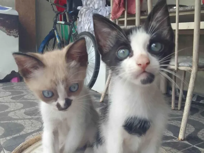 Gato ra a felina  idade Abaixo de 2 meses nome Sem nome 