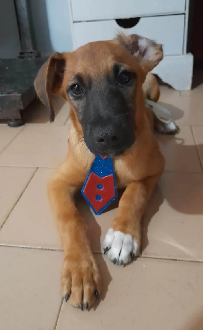 Cachorro ra a SRD-ViraLata idade 2 a 6 meses nome Dion