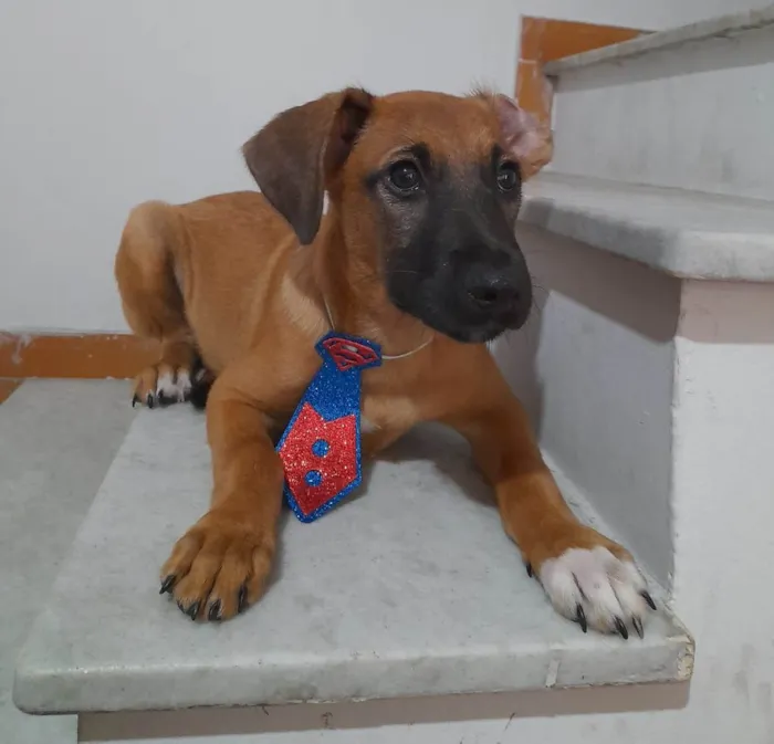 Cachorro ra a SRD-ViraLata idade 2 a 6 meses nome Dion