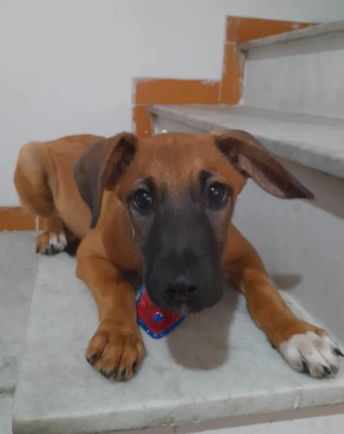 Cachorro ra a SRD-ViraLata idade 2 a 6 meses nome Dion